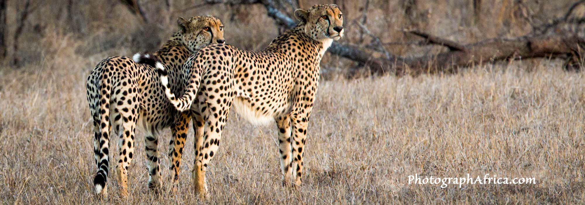 safari with a naturalist guide